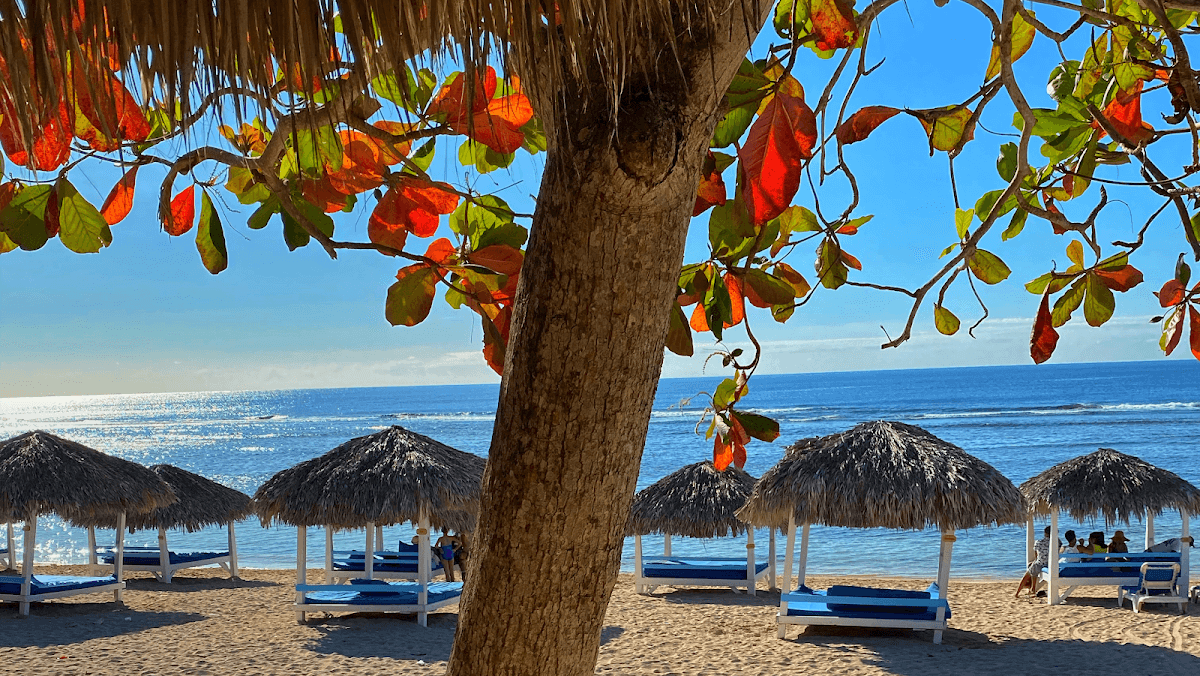 Café Del Sol