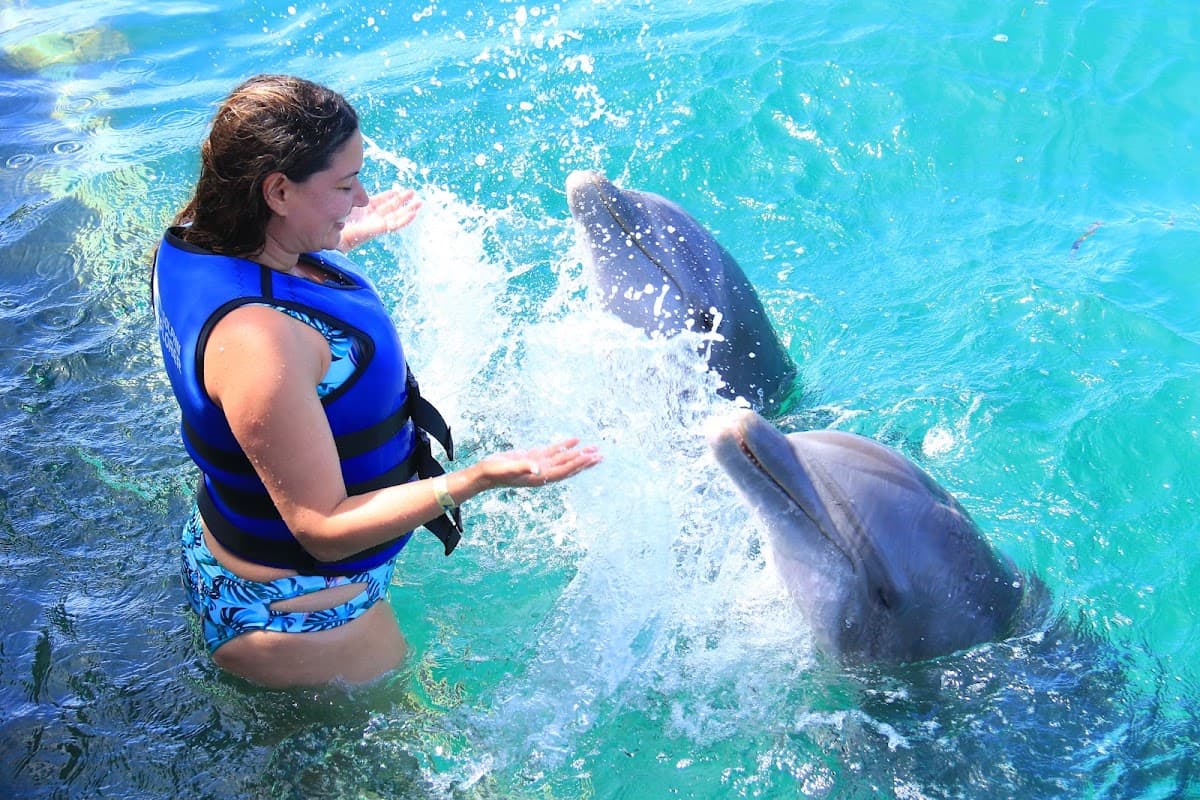Dolphin Explorer