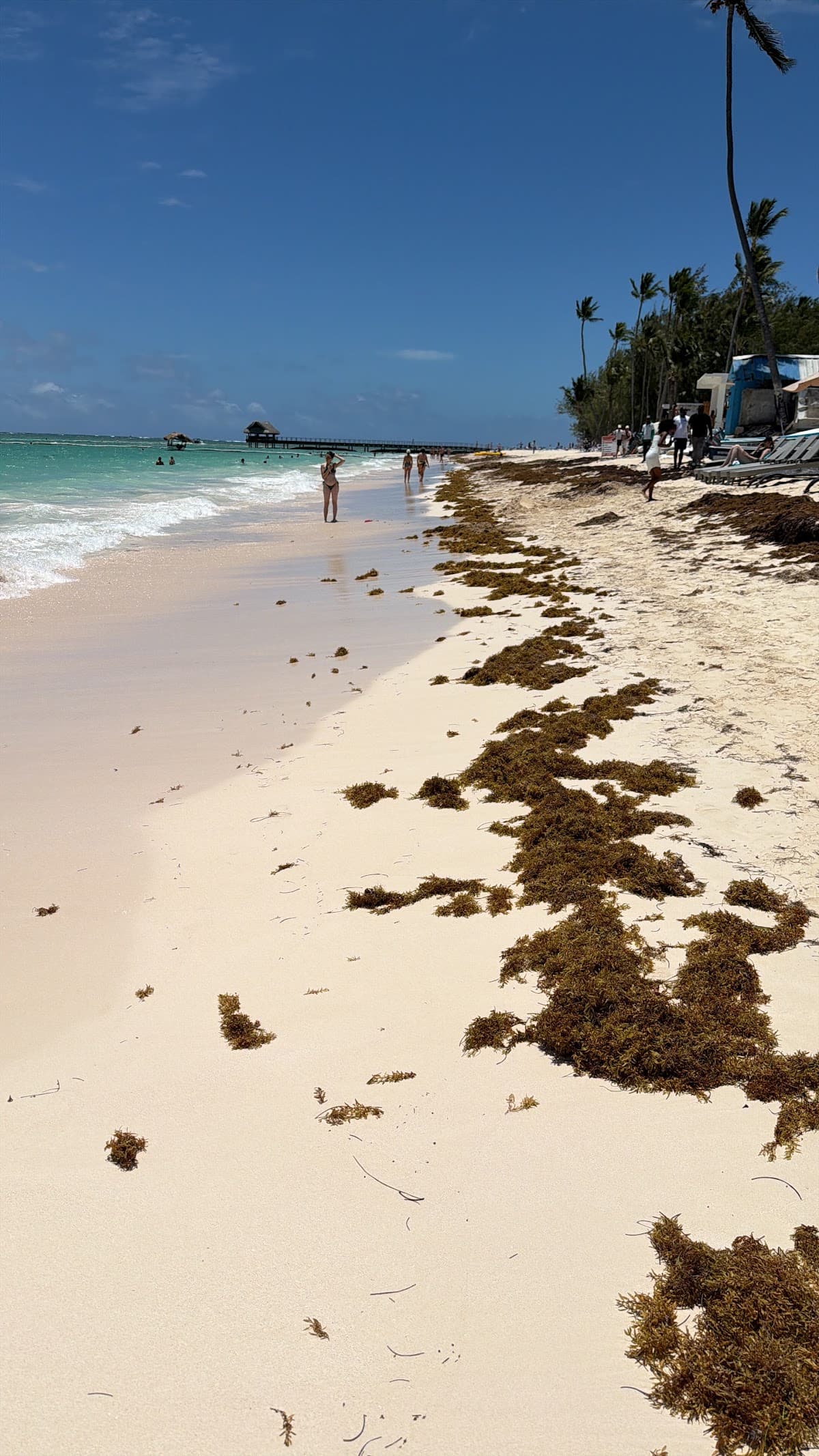 Los corales