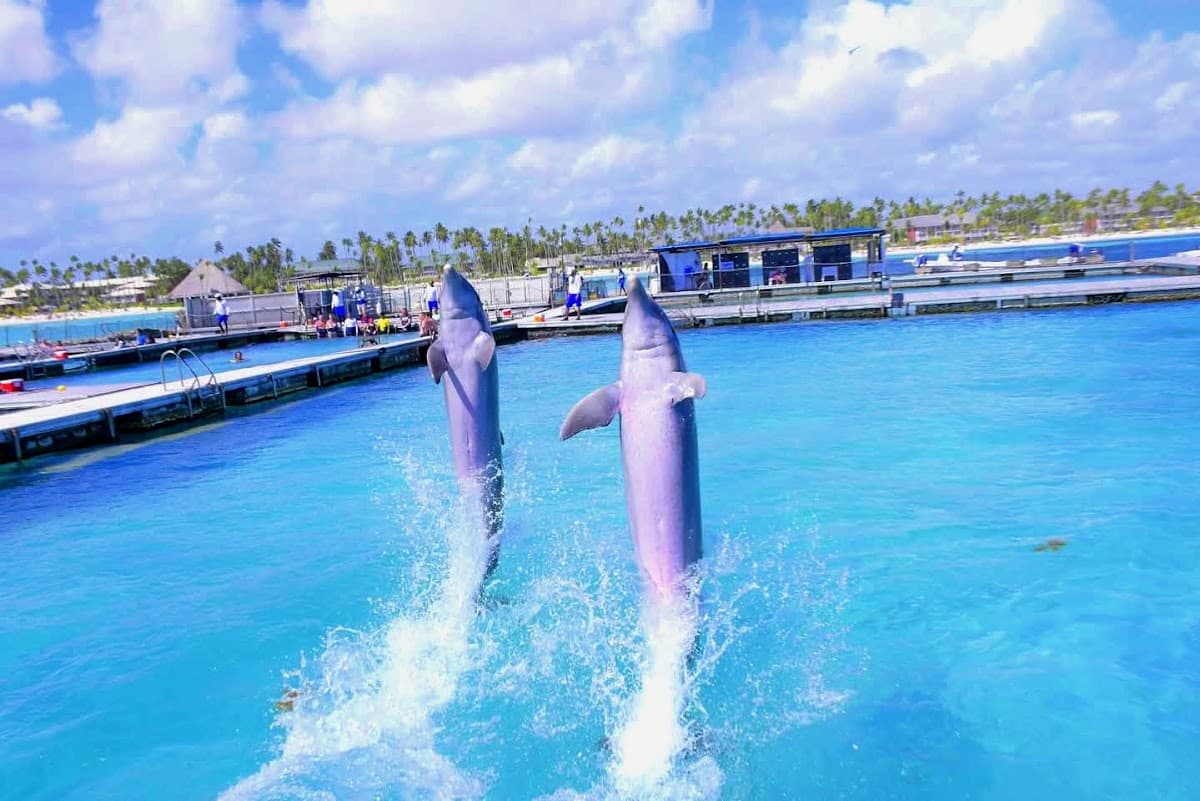 Dolphin Island Park