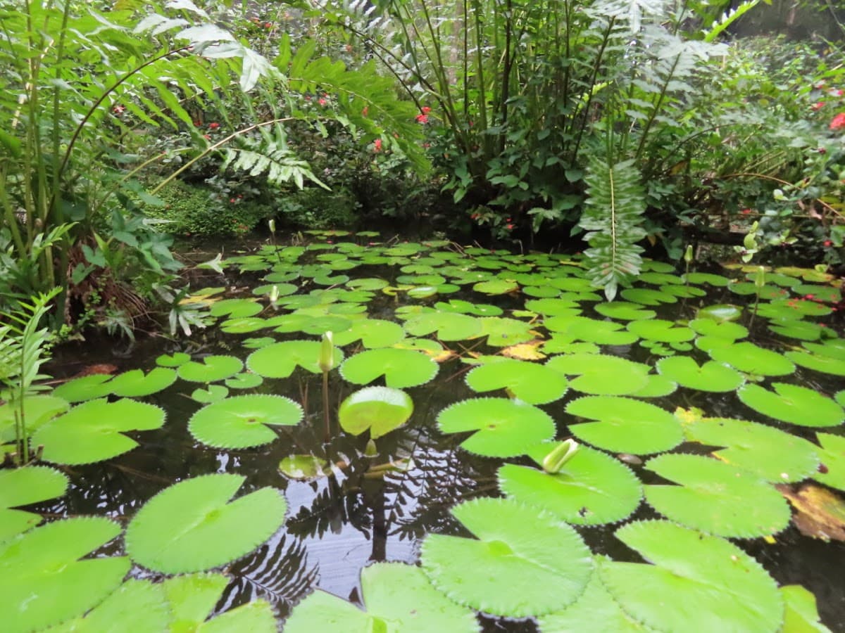 Jardín Botánico Nacional (1)