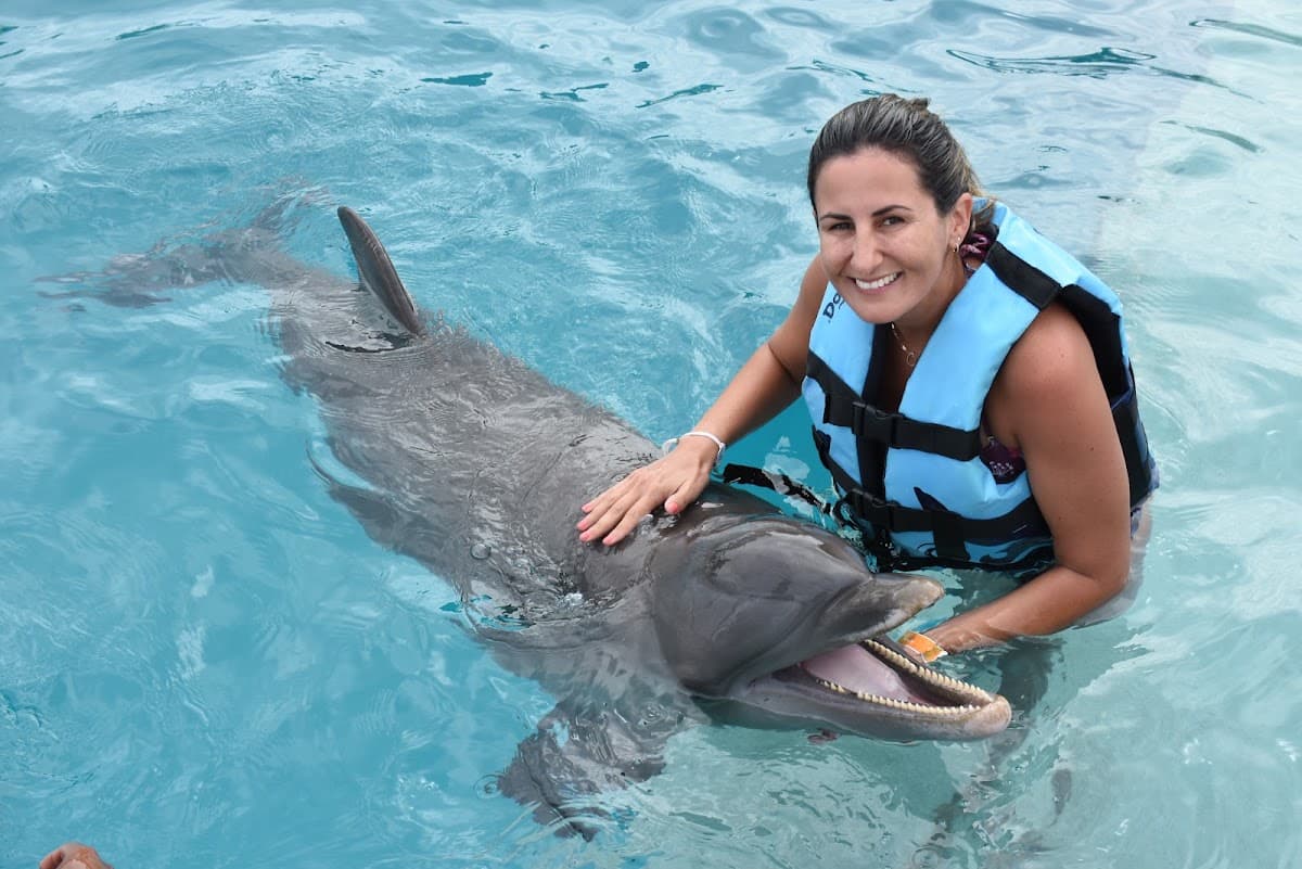 Dolphin Explorer Downtown