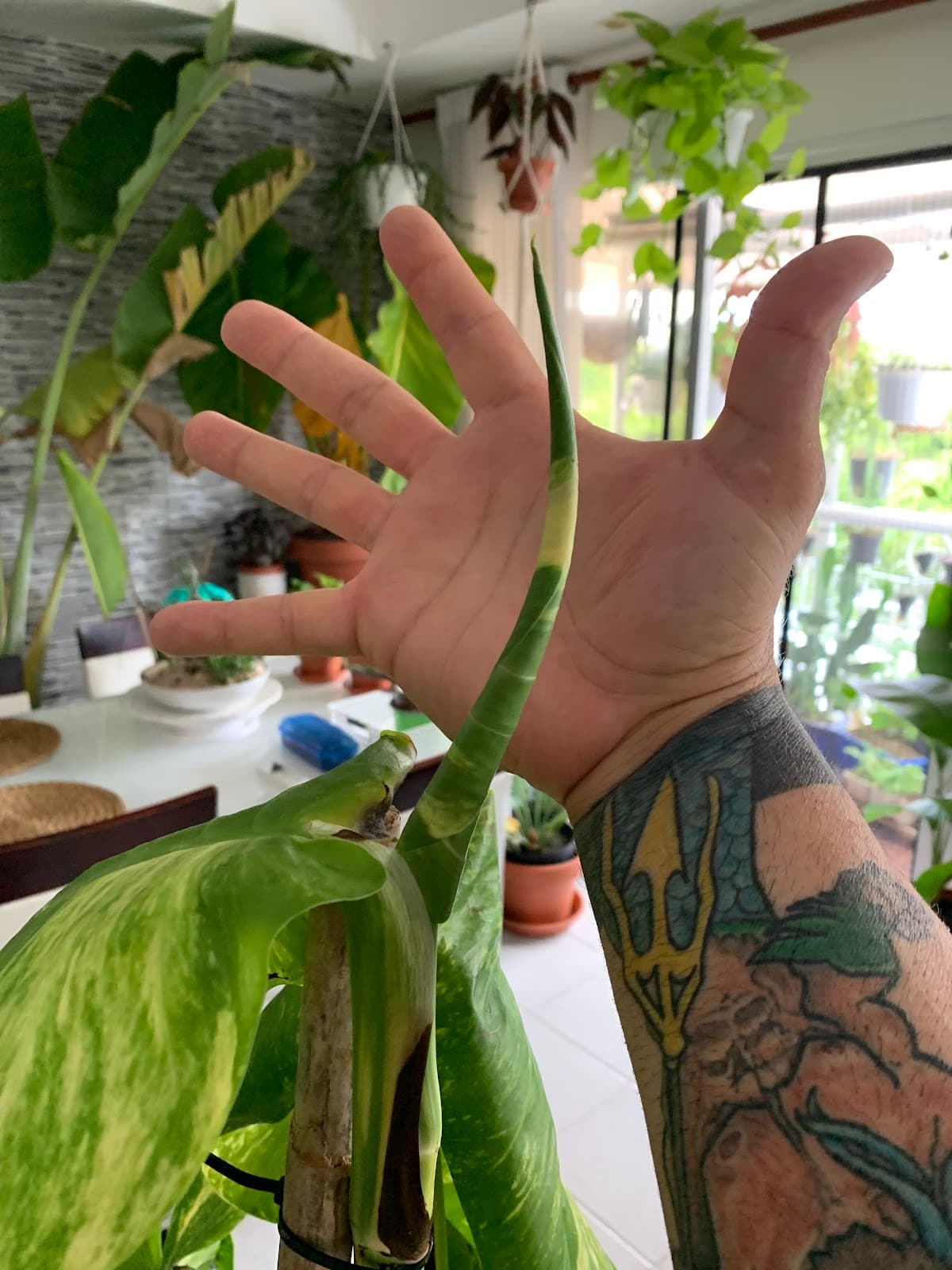 adplants.store