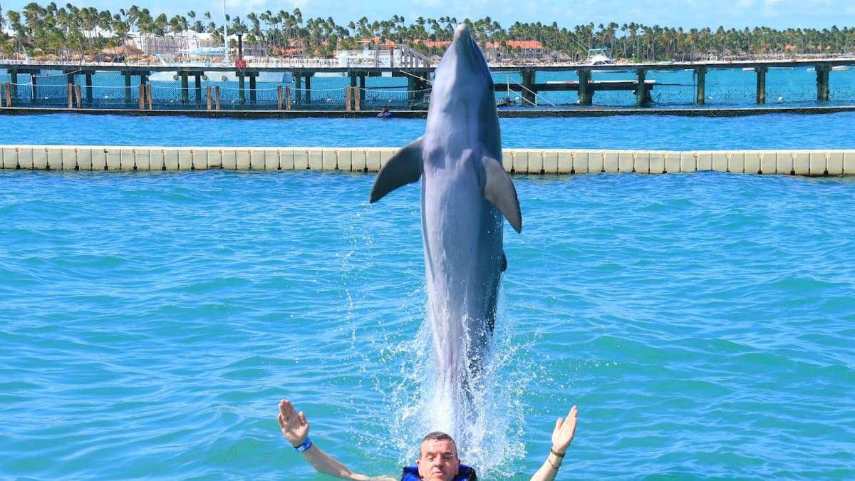 Dolphin Explorer