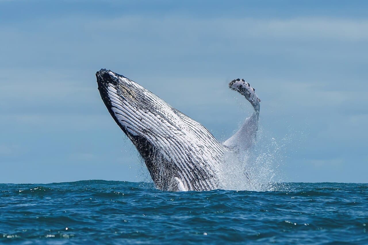 Avistamiento de ballenas jorobadas en Samaná