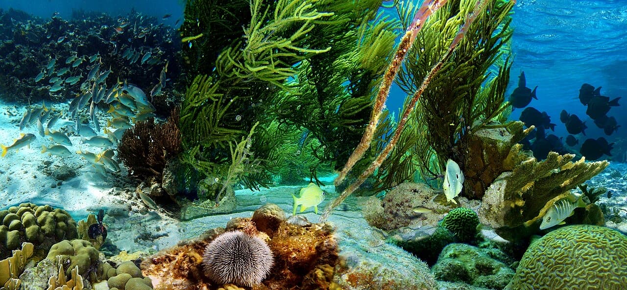 Buceo en los arrecifes y naufragios de Juan Dolio